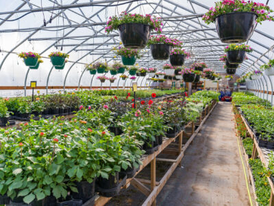 Plant Nursery