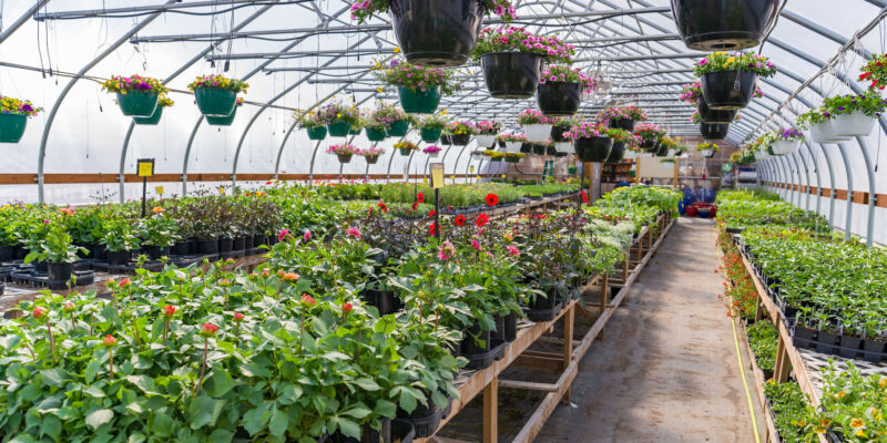 Plant Nursery