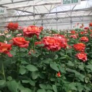 Polyhouse Rose Cultivation