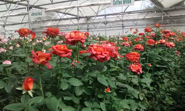 Polyhouse Rose Cultivation