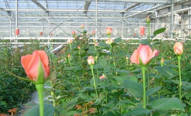 Polyhouse Rose Cultivation