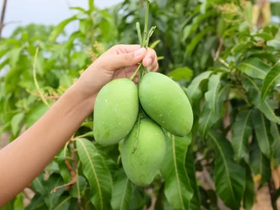 Post-harvest Management of Mango