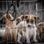 Prevention of Cruelty to Animals Act 1960