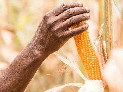 Rainy Season Suitable Crops