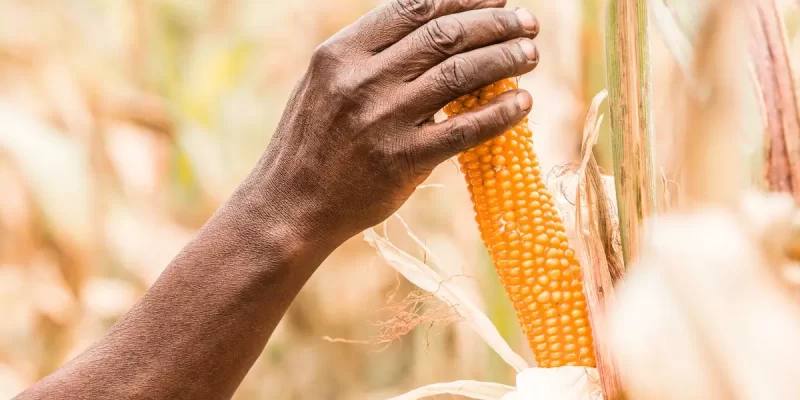 Rainy Season Suitable Crops