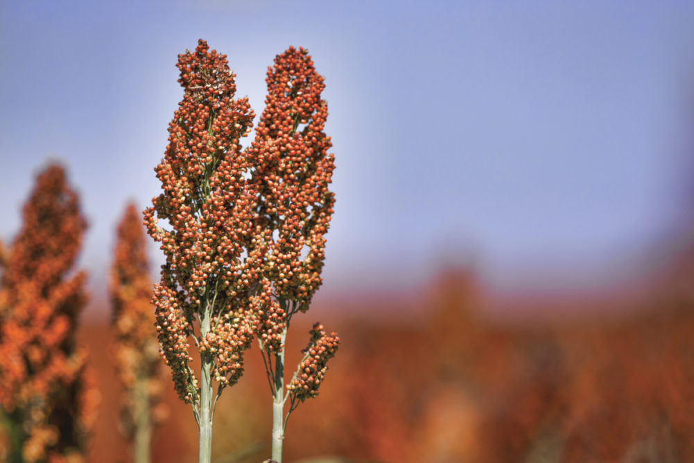 Red Sorghum Cultivation