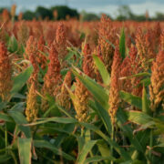 Red Sorghum Cultivation