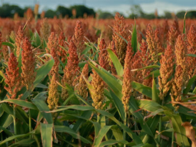 Red Sorghum Cultivation