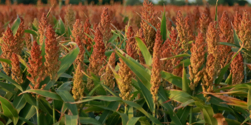 Red Sorghum Cultivation