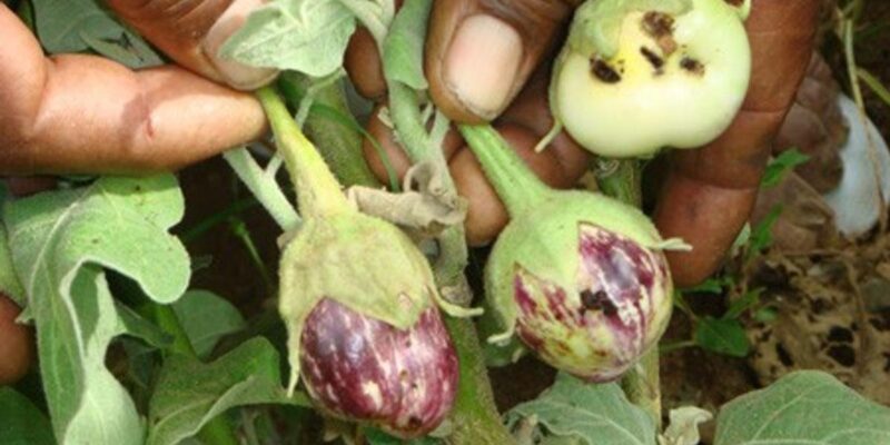 Shoot And Fruit Borer in Brinjal