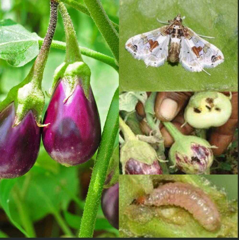 Shoot And Fruit Borer in Brinjal