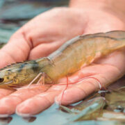 Shrimp Farmers