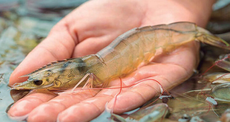 Shrimp Farmers