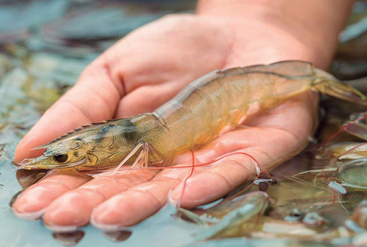 Shrimp Farmers