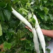 Snake Gourd Cultivation