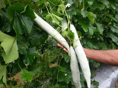 Snake Gourd Cultivation