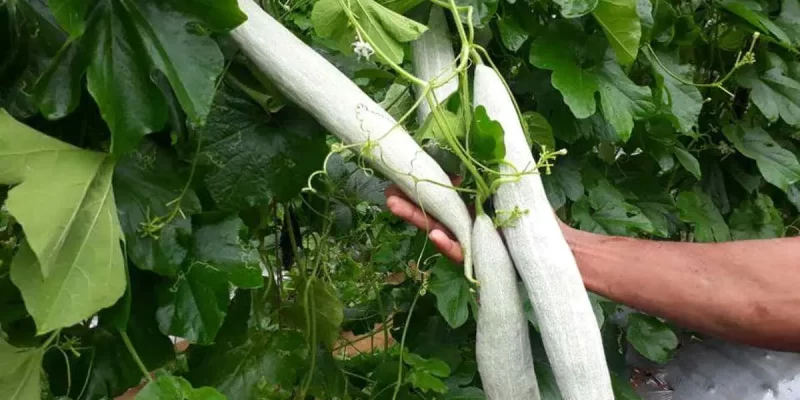 Snake Gourd Cultivation