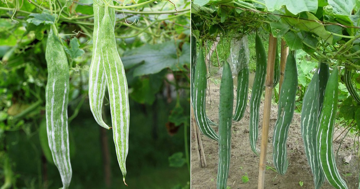 Snake Gourd Cultivation