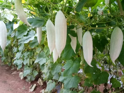 Snake Gourd Farming