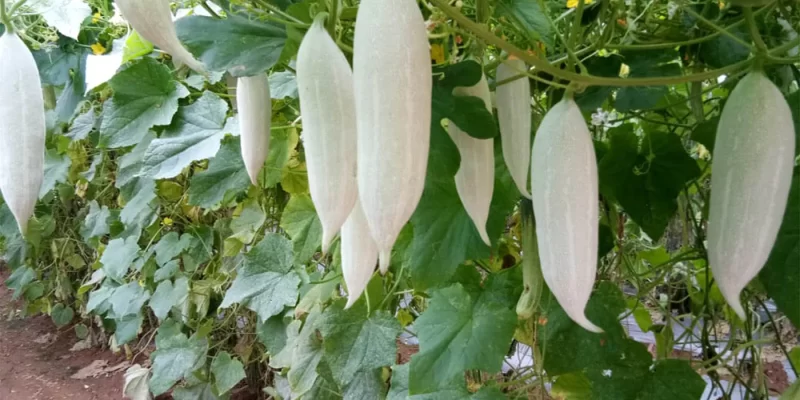 Snake Gourd Farming