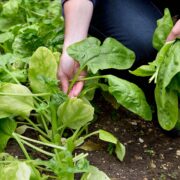 Spinach