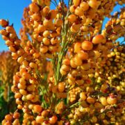 Sweet Sorghum Cultivation