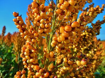 Sweet Sorghum Cultivation