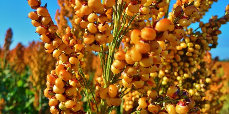 Sweet Sorghum Cultivation