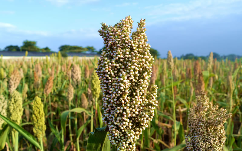 Sweet Sorghum Cultivation