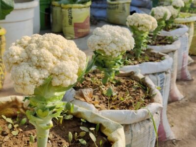 Terrace Cauliflower Farming