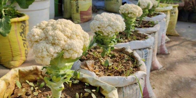 Terrace Cauliflower Farming