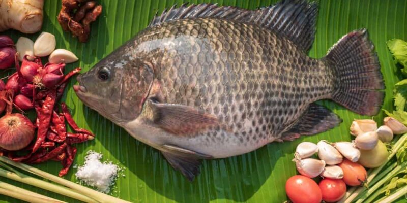 Tilapia Fish