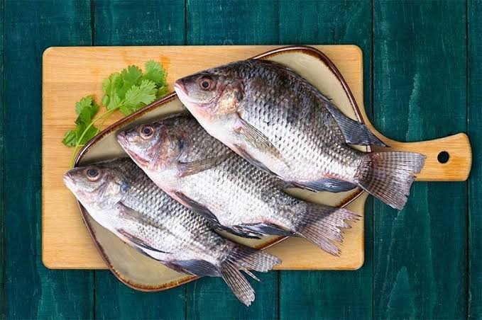 Tilapia Fish