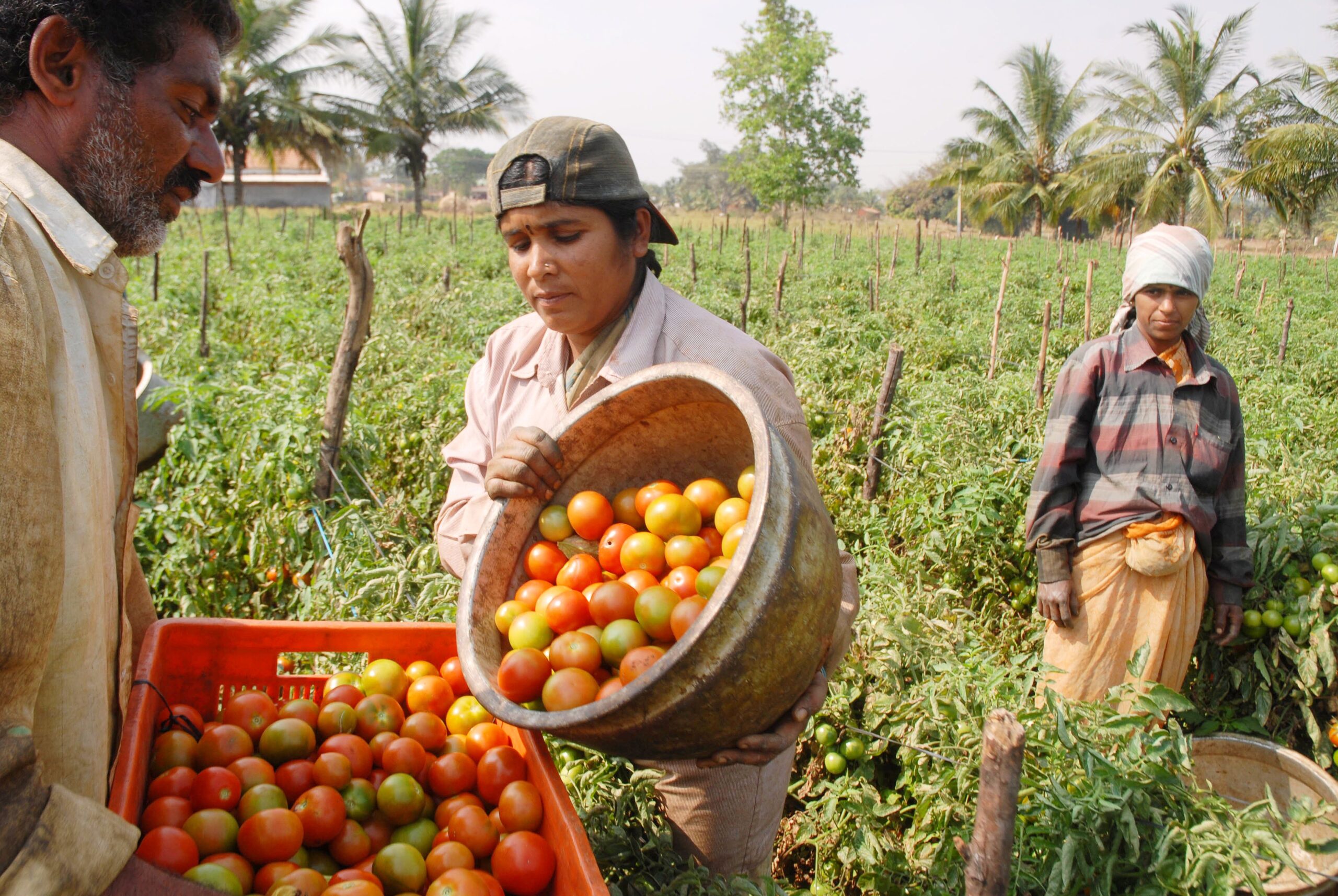 Tomato Farmers