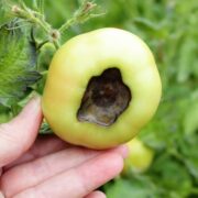 Tomato Pests and Diseases
