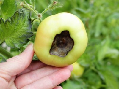 Tomato Pests and Diseases