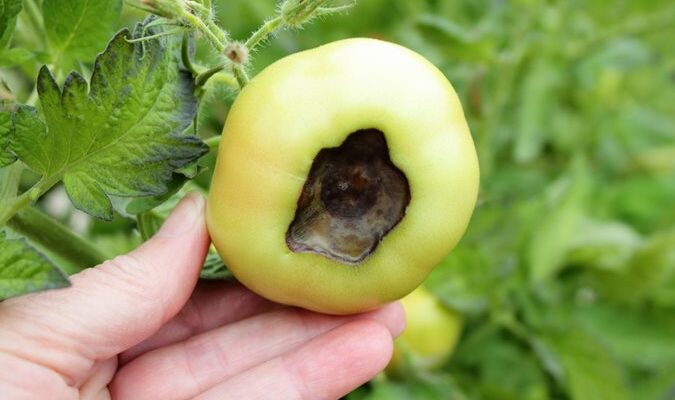 Tomato Pests and Diseases