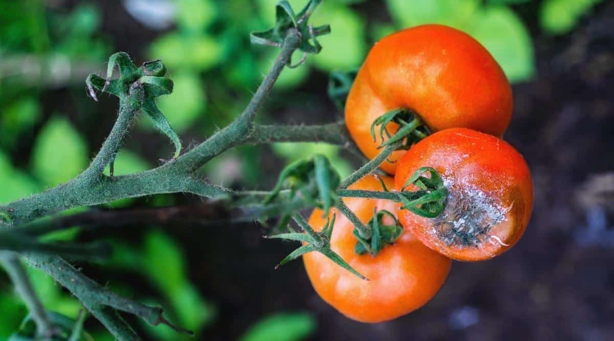 Tomato Pests and Diseases