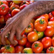Tomato Prices