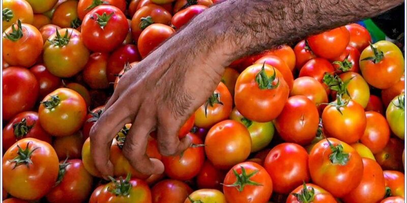 Tomato Prices