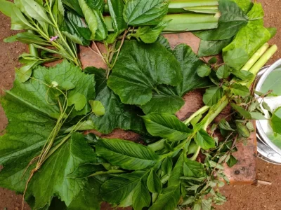 Uncultivated Green Leafy Vegetables