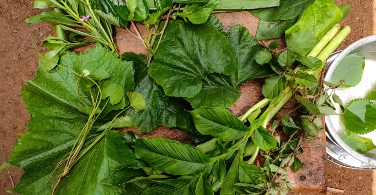 Uncultivated Green Leafy Vegetables
