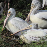 Uppalapadu Bird Sanctuary