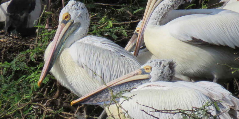 Uppalapadu Bird Sanctuary