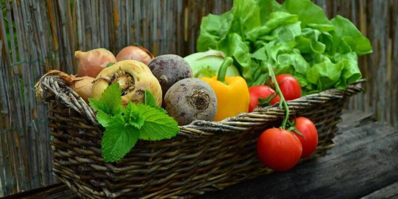 Vegetables Cultivation