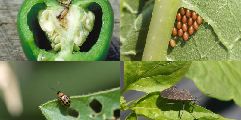 Vegetables Pests and Diseases