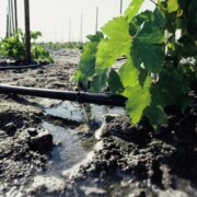 Water Management Techniques