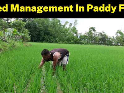 Weed Management in Paddy