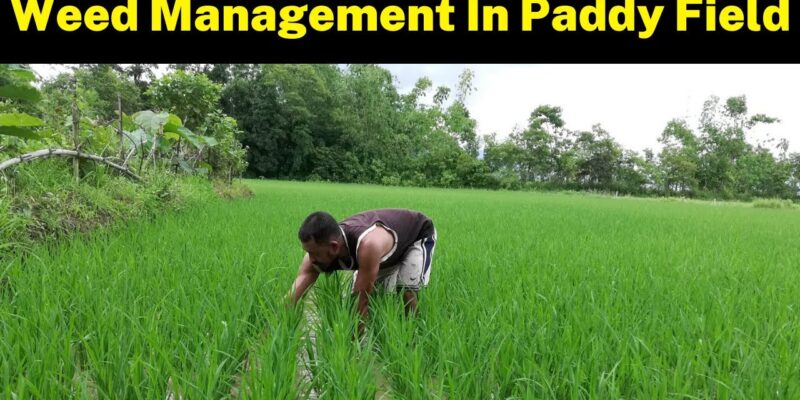 Weed Management in Paddy