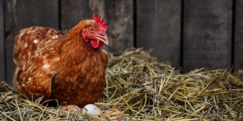 Winter Poultry Care